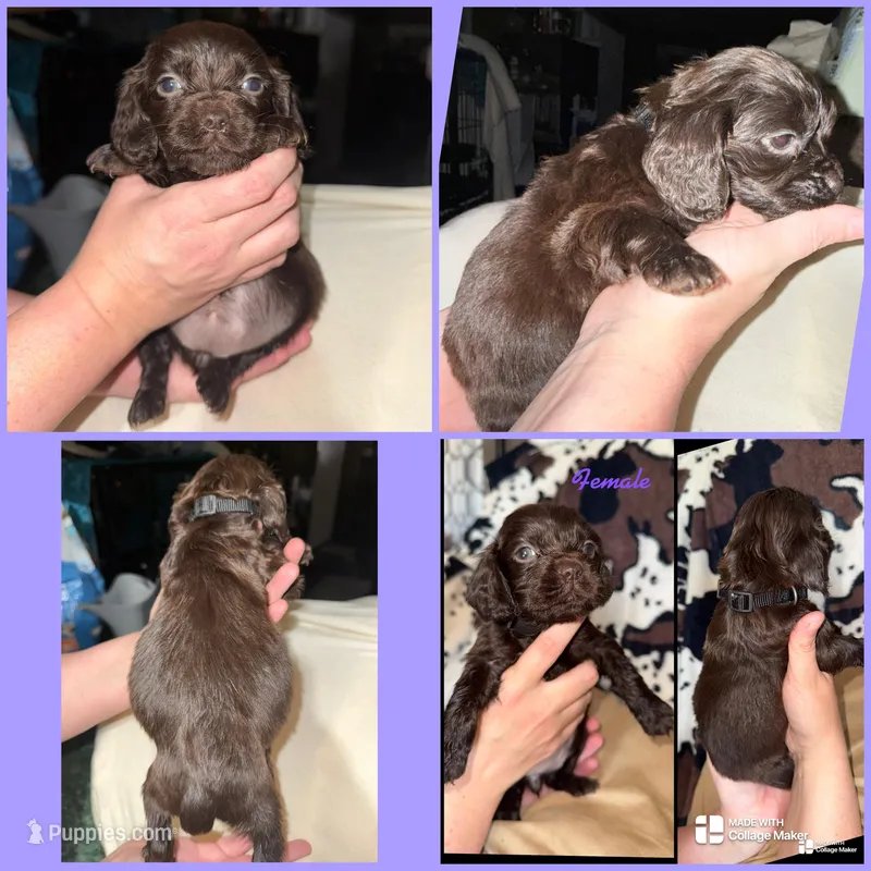 FEMALE  – Boykin Spaniel puppy for sale in Wadesboro, NC