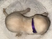 SADIE , a female Labrador Retriever for sale in Wadesboro, NC – 6 of 7