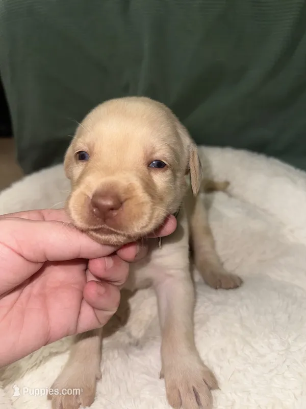 SADIE  – Labrador Retriever puppy for sale in Wadesboro, NC