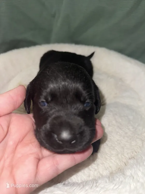 ACE – Labrador Retriever puppy for sale in Wadesboro, NC