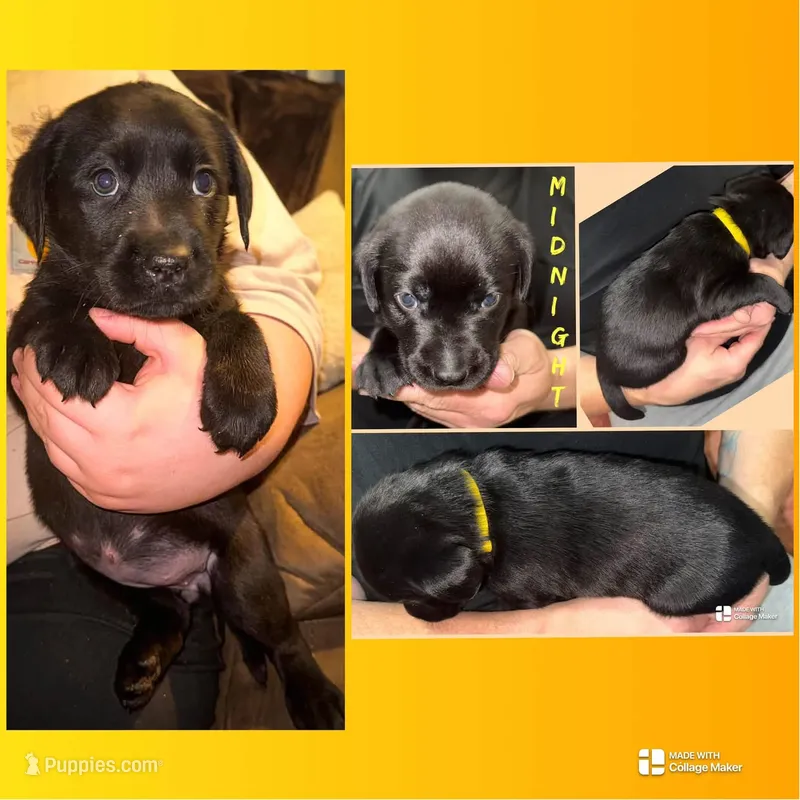 MIDNIGHT – Labrador Retriever puppy for sale in Wadesboro, NC