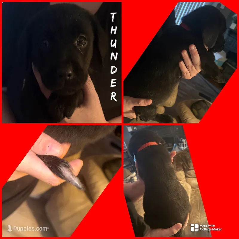 THUNDER  (AKC)   – Labrador Retriever puppy for sale in Wadesboro, NC