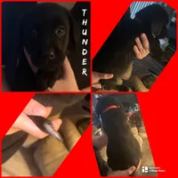 THUNDER  (AKC)  , a male Labrador Retriever for sale in Wadesboro, NC – 1 of 2