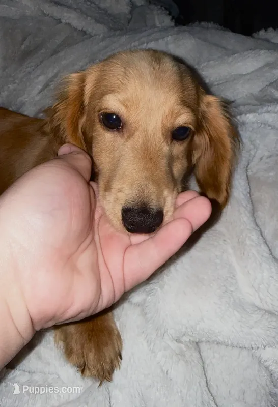 SCOUT – Miniature Dachshund puppy for sale in Wadesboro, NC