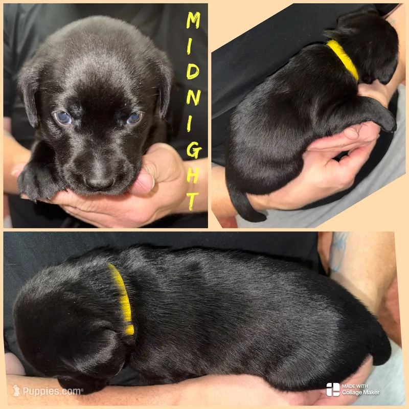 MIDNIGHT – Labrador Retriever puppy for sale in Wadesboro, NC