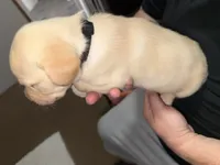 AKC REX, a male Labrador Retriever for sale in Wadesboro, NC – 3 of 3