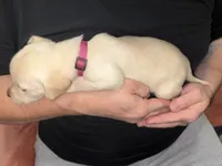 AKC STELLA, a female Labrador Retriever for sale in Wadesboro, NC – 2 of 4