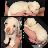 TEDDY (Dudley), a male Labrador Retriever for sale in Wadesboro, NC – 2 of 2