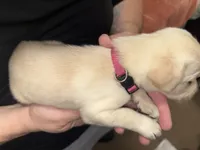 AKC STELLA, a female Labrador Retriever for sale in Wadesboro, NC – 3 of 4