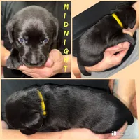 MIDNIGHT, a female Labrador Retriever for sale in Wadesboro, NC – 1 of 1