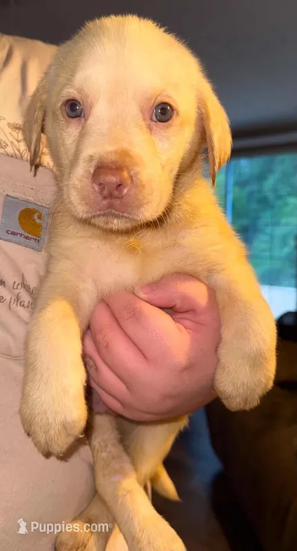 TEDDY (Dudley) – Labrador Retriever puppy for sale in Wadesboro, NC