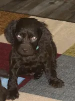 TEAL MALE, a male Boykin Spaniel for sale in Wadesboro, NC – Photo 1 of 2