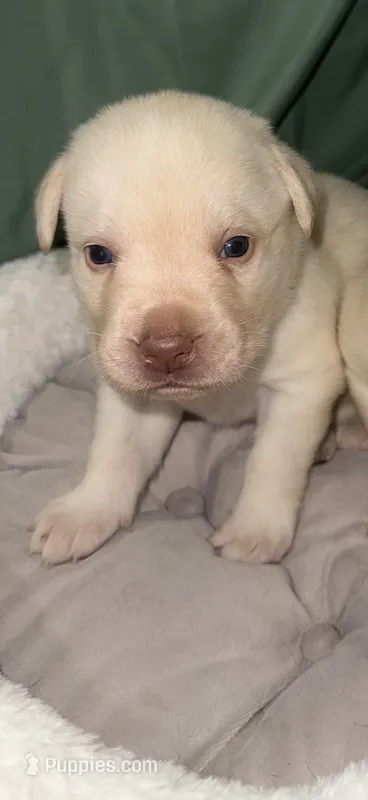TEDDY – Labrador Retriever puppy for sale in Wadesboro, NC