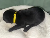 MIDNIGHT, a female Labrador Retriever for sale in Wadesboro, NC – 2 of 4
