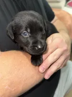 AKC THUNDER, a male Labrador Retriever for sale in Wadesboro, NC – 4 of 5