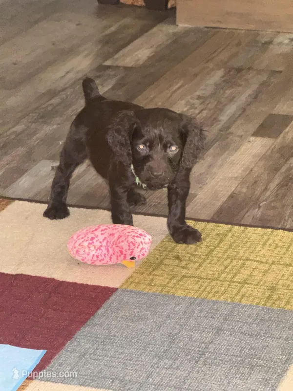 GREEN BOYKIN – Boykin Spaniel puppy for sale in Wadesboro, NC