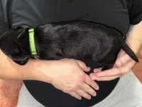 AKC ACE, a male Labrador Retriever for sale in Wadesboro, NC – 3 of 4