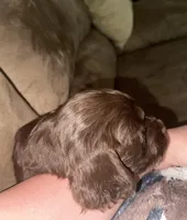 BOYKIN PURPLE FEMALE, a female Boykin Spaniel for sale in Wadesboro, NC – Photo 3 of 5