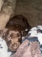 BOYKIN PURPLE FEMALE, a female Boykin Spaniel for sale in Wadesboro, NC – Photo 4 of 5