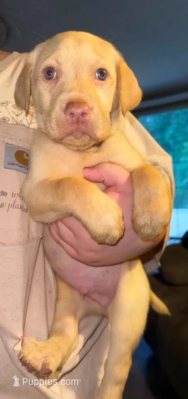REX (Dudley) – Labrador Retriever puppy for sale in Wadesboro, NC