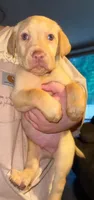 REX (Dudley), a male Labrador Retriever for sale in Wadesboro, NC – 1 of 2