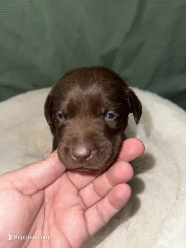 WOODIE – Labrador Retriever puppy on hold in Wadesboro, NC