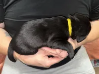 AKC MIDNIGHT, a female Labrador Retriever for sale in Wadesboro, NC – 3 of 3