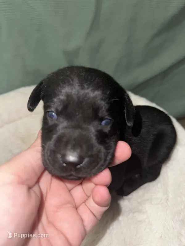 ROCKY – Labrador Retriever puppy on hold in Wadesboro, NC
