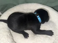 DRACO, a male Labrador Retriever for sale in Wadesboro, NC – 4 of 6