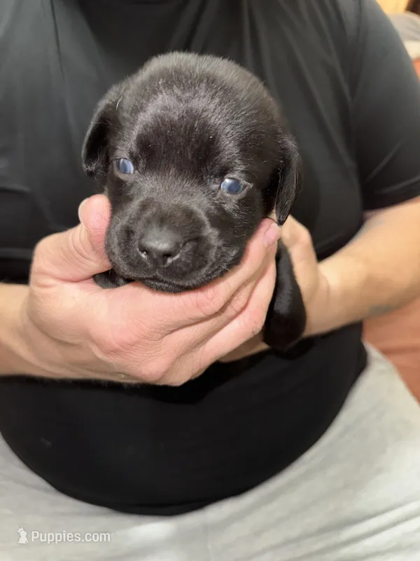 BOLT (runt) – Labrador Retriever puppy for sale in Wadesboro, NC