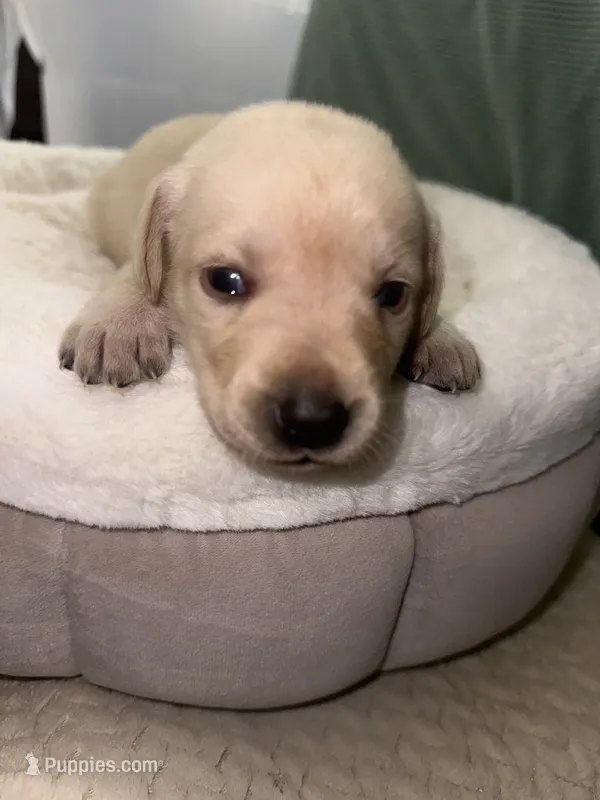 STELLA  – Labrador Retriever puppy for sale in Wadesboro, NC