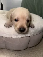 STELLA , a female Labrador Retriever for sale in Wadesboro, NC – 1 of 7