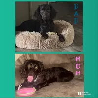 Duke , a male Boykin Spaniel for sale in Wadesboro, NC – Photo 3 of 5