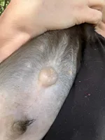 Duke , a male Boykin Spaniel for sale in Wadesboro, NC – Photo 4 of 5