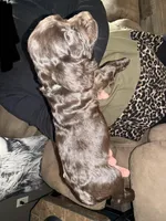 Duke , a male Boykin Spaniel for sale in Wadesboro, NC – Photo 2 of 5