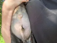 Duke , a male Boykin Spaniel for sale in Wadesboro, NC – Photo 5 of 5