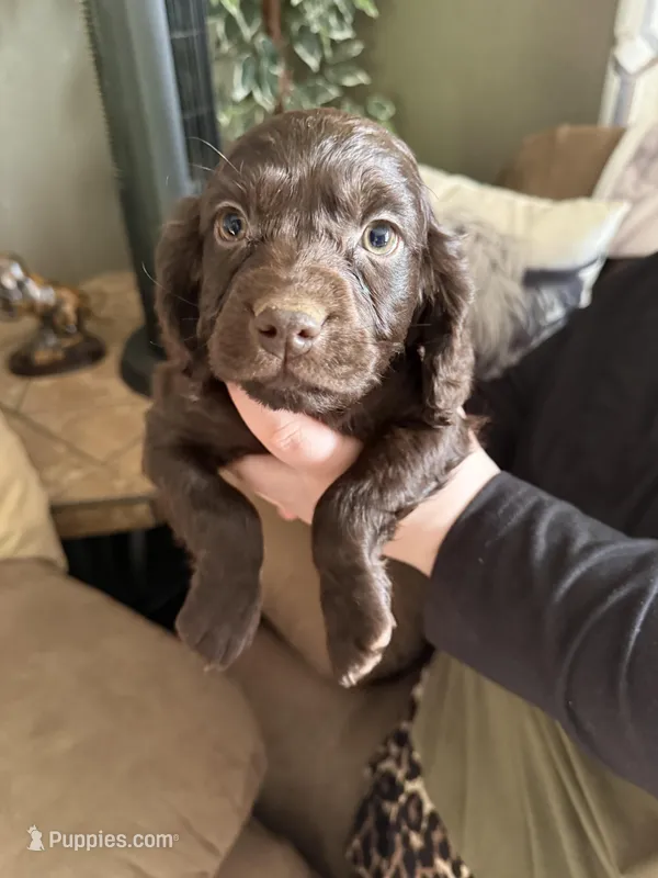 Duke  – Boykin Spaniel puppy for sale in Wadesboro, NC