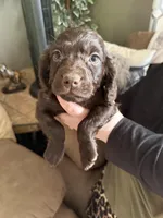 Duke , a male Boykin Spaniel for sale in Wadesboro, NC – Photo 1 of 5