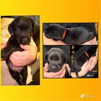 BOLT  (AKC)  Runt , a male Labrador Retriever for sale in Wadesboro, NC – 2 of 2