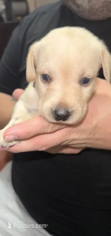 AKC STELLA – Labrador Retriever puppy for sale in Wadesboro, NC