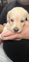 AKC STELLA, a female Labrador Retriever for sale in Wadesboro, NC – 1 of 4