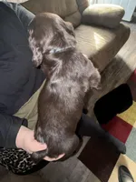 Bo, a male Boykin Spaniel for sale in Wadesboro, NC – Photo 2 of 3