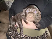 Bo, a male Boykin Spaniel for sale in Wadesboro, NC – Photo 1 of 3