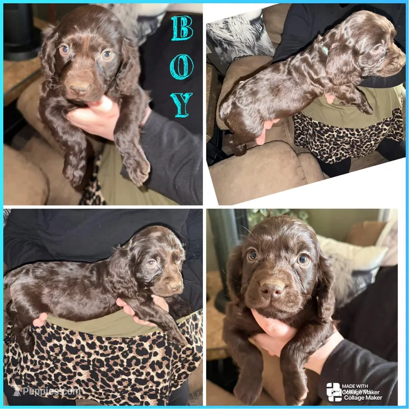 DUKE – Boykin Spaniel puppy for sale in Wadesboro, NC