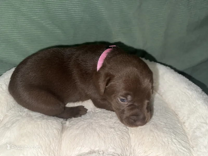 BAILEY – Labrador Retriever puppy for sale in Wadesboro, NC