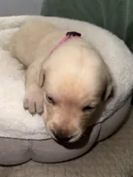 STELLA , a female Labrador Retriever for sale in Wadesboro, NC – 7 of 7