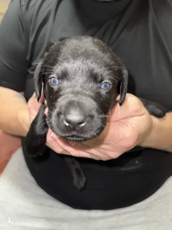 AKC ACE – Labrador Retriever puppy for sale in Wadesboro, NC