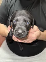 AKC ACE, a male Labrador Retriever for sale in Wadesboro, NC – 1 of 4
