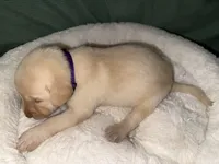 SADIE , a female Labrador Retriever for sale in Wadesboro, NC – 3 of 7