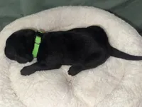ACE, a male Labrador Retriever for sale in Wadesboro, NC – 5 of 5